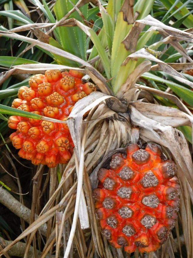 ホテルの名前になってるアダンがあちこちに！