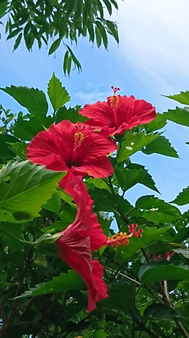 レストランでパスタとビールを頼みました！昼から南の島でビールは最高！窓側だったらもっと良かったけど、お昼時でお客さん多かったから仕方ないですね。<br />行きはビーチを歩いたので、戻りは道路を歩くことにしました。そしたら、ハイビスカスロードて書いてあり、ハイビスカスがずっと道なりに咲いていて、南の島に来た！て実感。