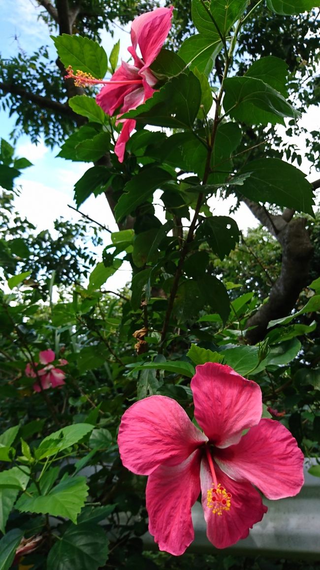 ピンクのハイビスカスや～