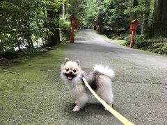 箱根神社の入り口から、本殿の入り口まではペット同行可能。気温はかなり高かったのですが、木が生い茂り、涼しくて、お散歩には最高でした。