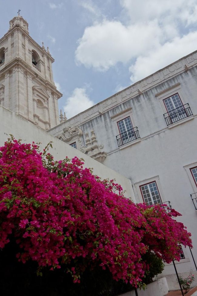 ブーゲンビリアが綺麗ですね。<br />やはり南欧なんだなあと。