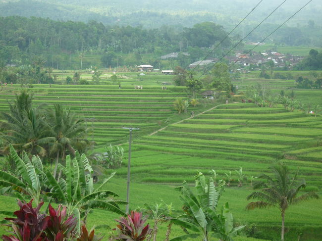 広大なライステラスですね