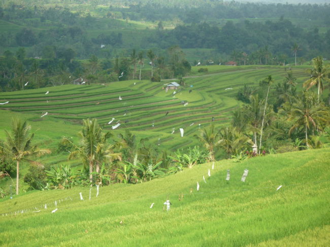世界遺産ジャティルウィの棚田<br />