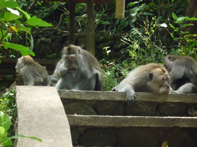 それでも、お猿さんウジャウジャ<br />