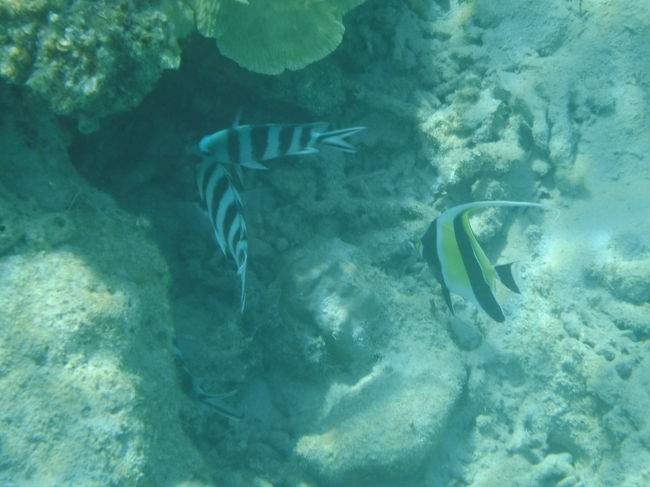 たくさんではないけど、魚がいます