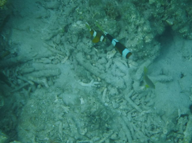 カクレクマノミもいました！