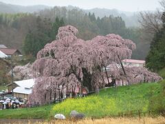 　08年4月に撮影した三春の滝桜です。樹齢千年と最も若いためか、最も賑やかに咲いていました。
　では、1日目の行程です
4月9日（日）
・自宅05：50→06：43新橋06：56→08：14小田原08：17
　　→08：40熱海08：47→09：05沼津09：10→10：37島田10：48
　　→10：32浜松10：45→12：18豊橋
・菜飯田楽　きく宗　文政年間（1818-1830）創業　新本町40　水休
・新快速　豊橋13：51→14：42名古屋　約50分　毎時21と50分
　　　　　　　　　　　　　　　　快速は約55分　毎時03と51分
・徳川園　JR中央線大曽根下車10分　同美術館はパス　
・夕飯　　以下の2店のいずれかで名古屋名物を食べるつもりでした。
　　元祖みそかつ丼　叶　昭和24年創業
　　ひつまぶし　あつた蓬莱軒本店　明治6（1873）年
　　　　　　　　ひつまぶしを発明し商標登録を有する
　　ですが、叶はフライヤーの故障で臨時休業
　　ひつまぶしの一人飯は寂しい。
　　ということで、台湾ラーメン発祥店「味仙」へ行きました
　　場所は、名古屋駅内うまいもん通店です　　
　　　・泊：ホテルリブマックス名古屋　4，000円　JR尾頭橋駅2分