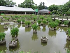 うぐいす茶屋が奥にある菖蒲池