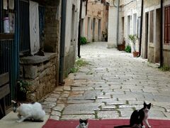 この路地の左側の敷地はポレチュの猫屋敷でした。