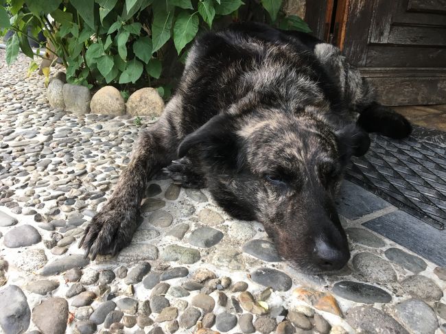 最初はワンコセキュリティが厳しかったけど、<br />お客さんだと分かるとリラックス