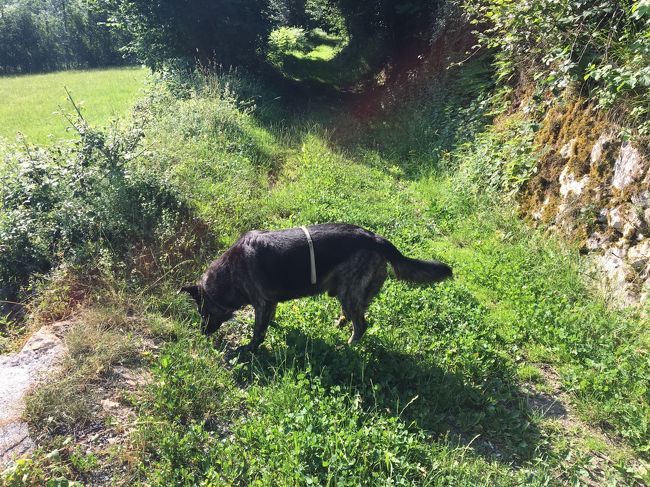 ココでもワンコを連れてお散歩へ<br /><br />https://youtu.be/LMDAJnwv7rY