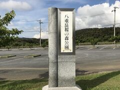 八重岳桜の森公園へとやって来ました。