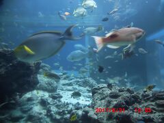 美ら海水族館にて、その①。