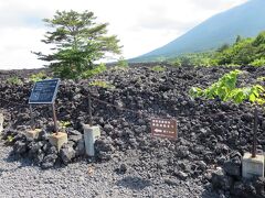 焼き走り溶岩流（国指定特別天然記念物）　
予想より広大。270年前の岩手山の溶岩流でできた長さ３㌔幅１㌔の荒涼とした風景が広がります。

溶岩流観察路もありましたが暑くて暑くてそんな元気も気力もありません（盛美園を抜かしたから時間はたっぷりとあるけど）
ましてや草木が殆ど生えていないので木陰のない場所など。

道路を挟んで広い無料駐車場があります。