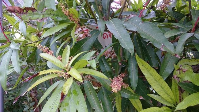 これって、○リ○ァナ？