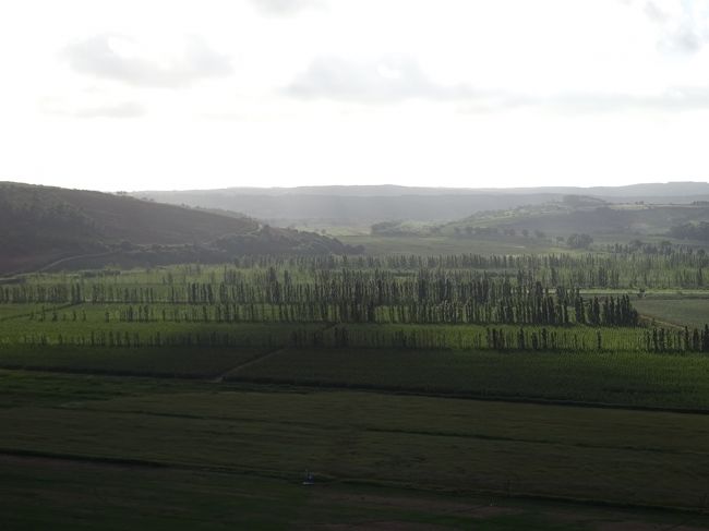 思いっきり逆光で撮ってみました