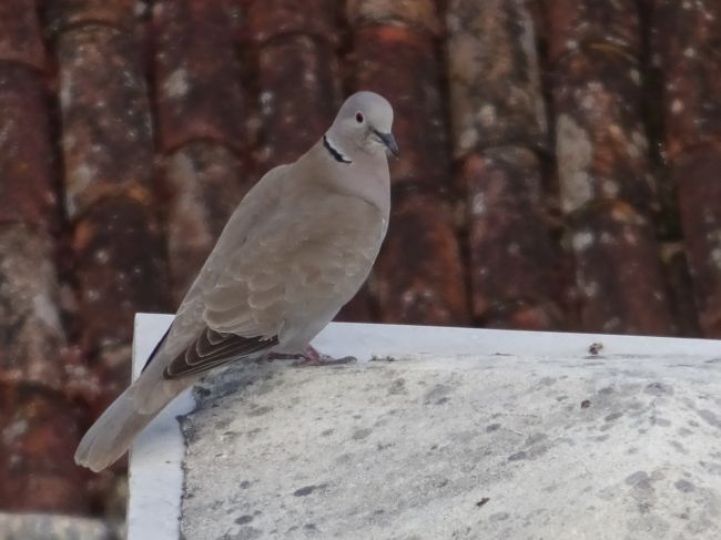 可愛いお目目♪<br /><br />大きさはハトくらいなんだけど…<br />鼻瘤？がないからハトではないのかな？