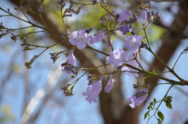 ジャガランタかな？