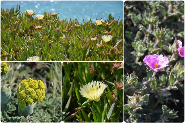 ピンクとイエローのお花が一面に咲いていて可愛かった。<br />