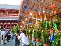 場所は変わって浅草寺へ。境内で行われる最大規模のほおずき市。