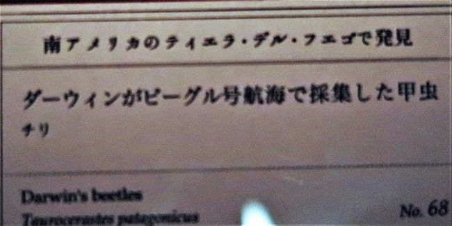 大英自然史博物館展 4 科学史を変えた発見 論文 始祖鳥 最古の鳥類化石 上野 御徒町 東京 の旅行記 ブログ By マキタン２さん フォートラベル