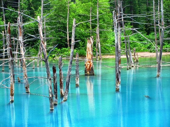 青い池と白金温泉 北海道の旅行記 ブログ By Tomoさん フォートラベル