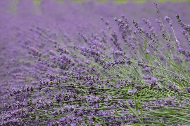 ラベンダーは真っ盛り!!!<br />