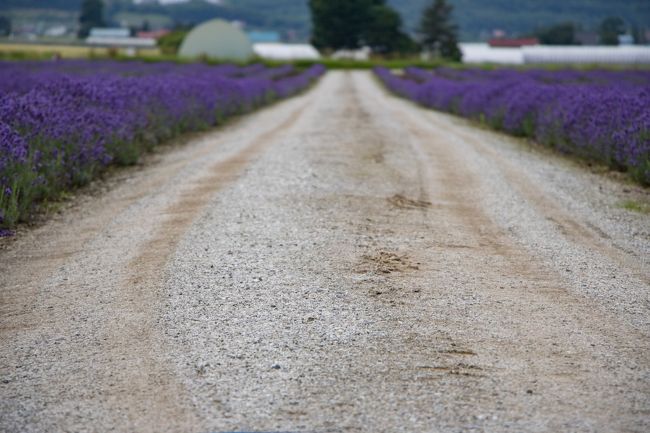 ファーム富田のラベンダーイーストが近かったので<br />ちょこっと立ち寄ってみました。<br /><br />休日だったので混雑を覚悟で行きましたが<br />駐車場は空いてました。<br />ラベンダー園は沢山あるので<br />こちらはあまり人気がないのかな？<br /><br />ちなみにここは観光農園では無く<br />農作物としてラベンダーを育てていますので<br />7月のみのオープンです。<br />