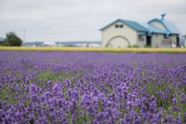 飾り気の無いラベンダー園ですが<br />静かで良かったです。<br />