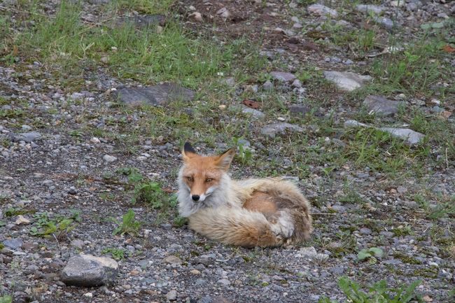 そして一気に山を登り<br />温泉を目指します。<br /><br />途中でキタキツネを見かけました！<br />