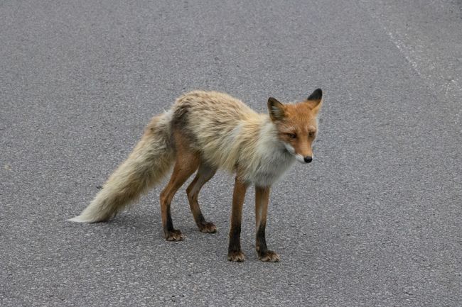 温泉の後は望岳台～青い池を予定してましたが<br />時間が遅くなってしまったので<br />来た道を戻りました。<br /><br />あ、またキタキツネ！<br />さっき見掛けたキツネと同じキツネかな？<br /><br /><br />