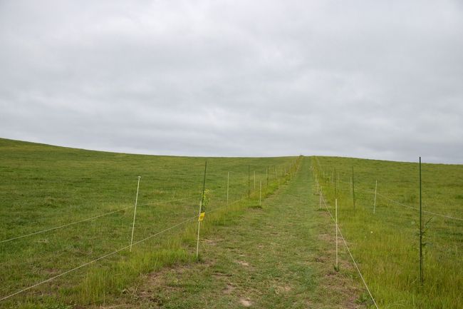 靴を石灰で消毒すれば<br />牧場の中に入れます。<br />