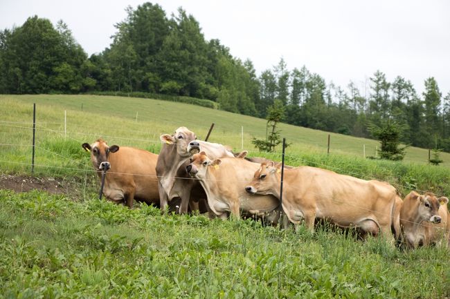 べこめが列をなしてました。<br />ゲートが開くのかな？<br />