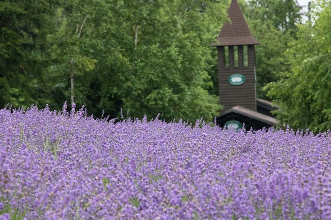 翌朝は6時前に起床！<br />日中は大混雑するというファーム富田へ<br />朝一番で行くのです。<br />宿から車で5分くらいでした。<br />