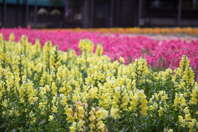 見所が沢山あって凄い!!<br />全て無料で見られるなんて驚きです。<br />