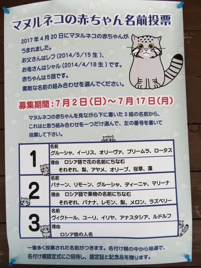 桔梗と萩が咲く夏の始まりの埼玉こども動物自然公園赤ちゃん三昧 北園編 祝 レッサーパンダのハナビちゃんの赤ちゃん 誕生 なんとか顔が見られたコツメカワウソのビジュくんとマヌルネコやプーズーや小動物コーナーの赤ちゃんたち 東松山 埼玉県 の旅行記 ブログ 桔梗と萩が咲く夏の始まりの埼玉こども動物自然公園赤ちゃん三昧 北園編 祝 レッサーパンダのハナビちゃんの赤ちゃん 誕生 なんとか顔が見られたコツメカワウソのビジュくんとマヌルネコやプーズーや小動物コーナーの赤ちゃんたち 東松山 埼玉県 の旅行記 ブログ