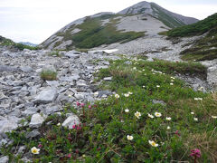 蓮華には他の高山植物も結構咲いている。