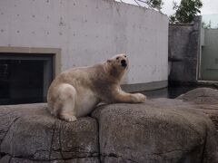 シロクマといえば。
本物も見ました。
旅行2日目の午後、コペンハーゲン動物園に行きました。
