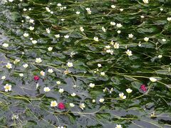 新聞・テレビ等で　今が見ごろと掲載等されていたので
今年もまた　醒ヶ井まで
梅花藻鑑賞に出かけました。
