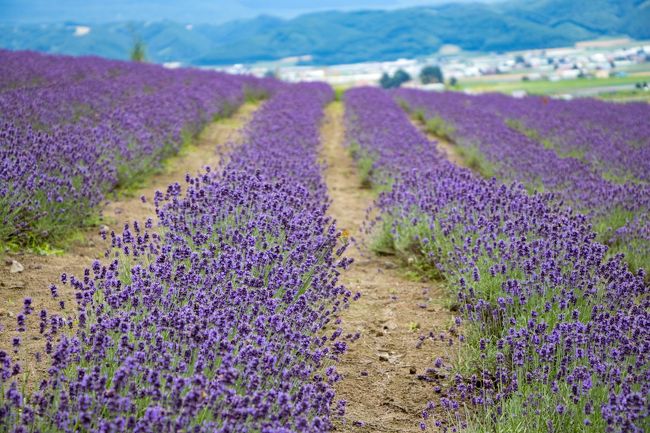 続いて行ったのが<br />すぐ近くにある「ふらのワイン」<br /><br />でもその前にラベンダー畑を発見して<br />ちょっとそちらに行ってみました。<br />こちらは「ふらのぶどうヶ丘公園」と言うらしい。<br />めちゃめちゃきれいなラベンダーなのに<br />誰もいなかったです(^^;<br /><br /><br />