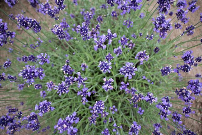 数年前に株を植え替えたらしく<br />元気なラベンダーでした。