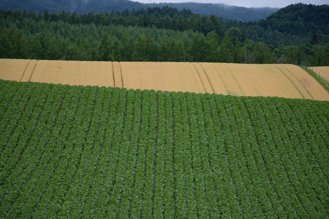 途中の丘の風景を楽しみながら行くので<br />なかなか先に進みません（笑）<br />