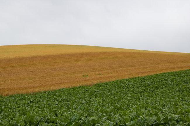 三色アイスみたいな畑