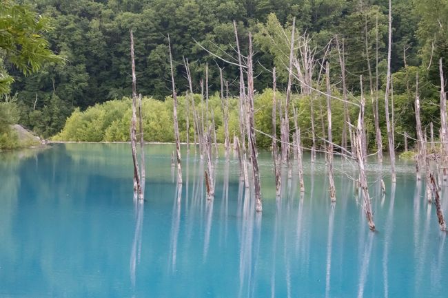 そして次は青い池。<br /><br />前回は大雨後であまりキレイではなかったので<br />リベンジの為に来ました。<br /><br />前回はオフシーズンで<br />ほとんどお客さんはいなかったのですが<br />ハイシーズンの青い池はとにかく凄い人！<br />ツアーバスもバンバンやって来ます。<br />