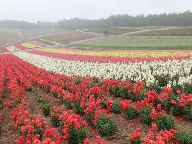 青い池を出た辺りから<br />雨が降って来てしまいました。<br />最後は四季彩の丘で締める予定だったので<br />一応そこまで行ってみたのですが<br />雨も風も強くなってしまったし<br />とても寒いので<br />ちょっとだけ見て断念しました（涙）<br />今思えばお昼の前に寄っておけば良かったかなぁ。<br />でも雨が降る予報では無かったのです。<br />ここはリベンジしたいですね。<br />