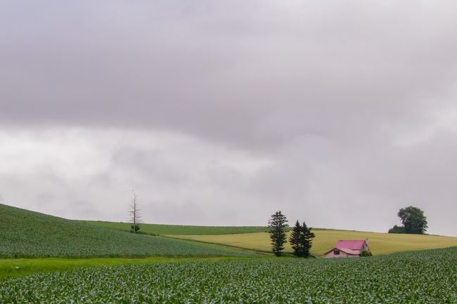 雨が酷いので<br />ラーメンでも食べて旭川に向こうかと思いましたが<br />四季彩の丘を出て走っていたら止みました（笑）<br />最後にちょっとだけ丘巡り。<br />