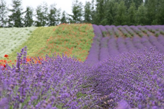 私はいつになったら<br />快晴の北海道を見られるのでしょうか（笑）<br />でも花の撮影は曇っていた方が良いみたい。<br /><br />かなり長い旅行記になってしまいましたけど<br />最後までお付き合い頂きまして<br />誠にありがとうございました。<br /><br /><br />　　　　ゆういちろう