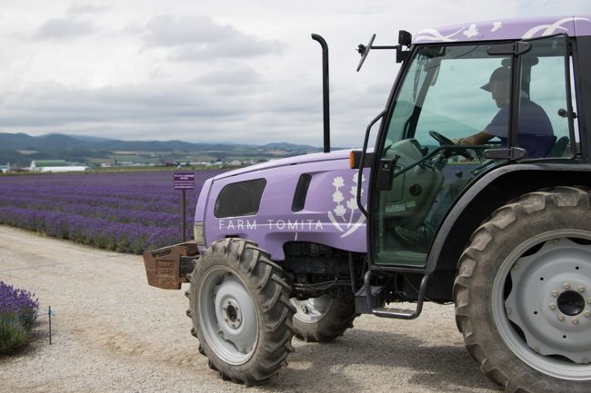 園内を走るトラクターバスもラベンダー色！