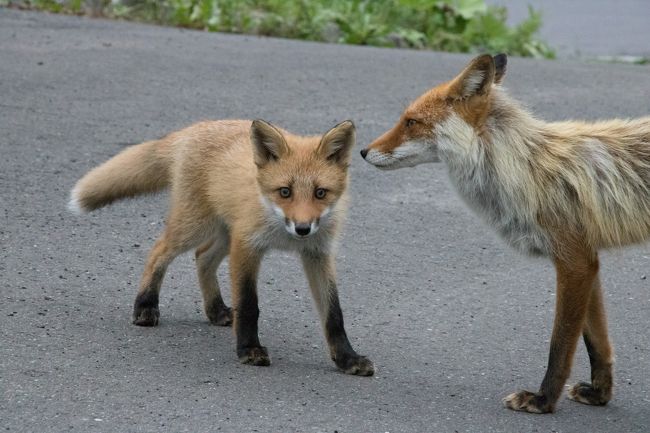 子連れだったんだね～<br /><br />観光客が餌を与えるのか<br />親狐は人間を怖がりません。<br />