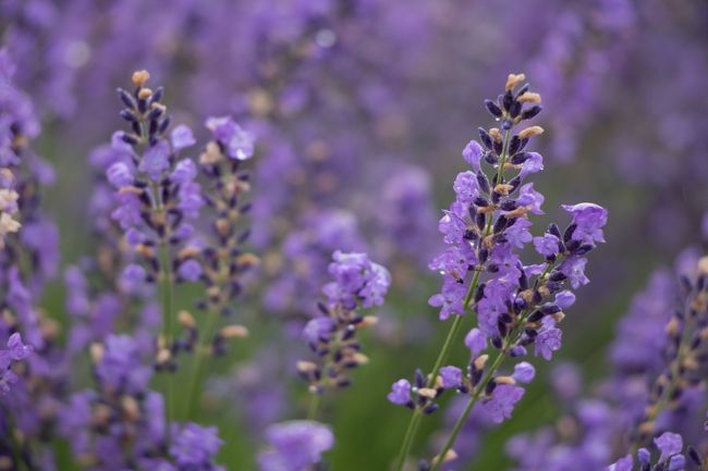 シソ科の植物だから<br />シソの花に似ていますね（笑）